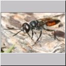 Astata boops - Wanzengrabwespe m05 9mm.jpg